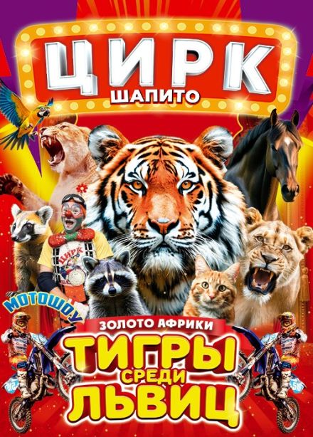 Цирк-шапито «Золото Африки», Мурино
