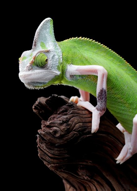 Хамелеоны. Знакомство с рептилией