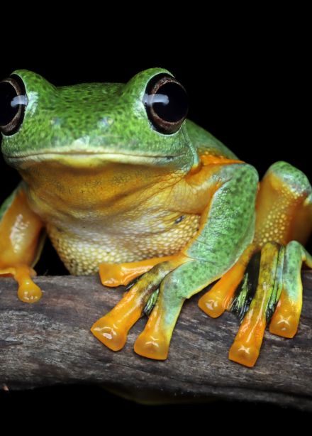 Лягушки. Интерактивно-развивающий курс