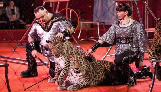 Цирк «Золотой Дракон»