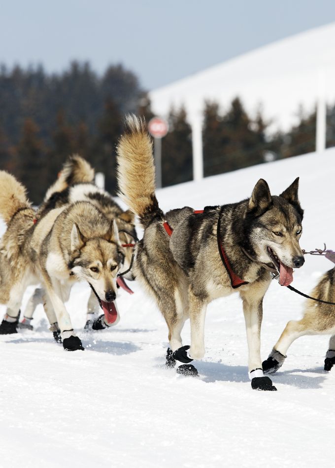 Карельские хаски и Мраморный мир