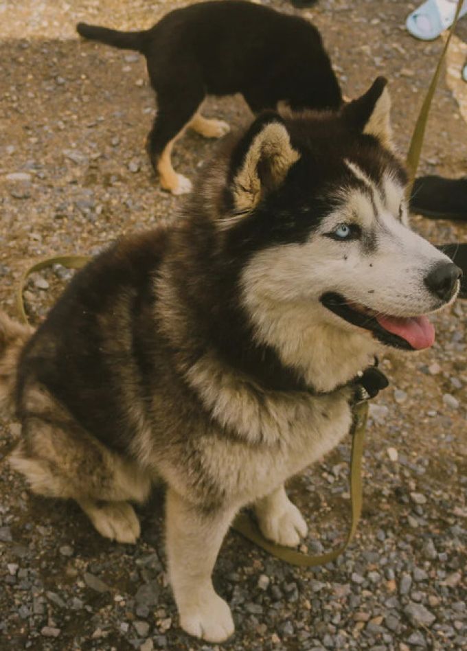 Карелия за 1 день: Рускеала, хаски, водопады