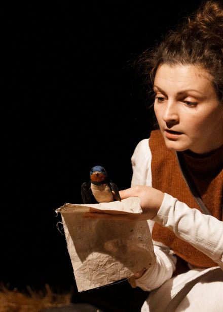 Дневник ласточки