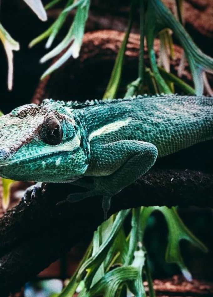 Хамелеоны. Интерактивное знакомство с экзотическими животными