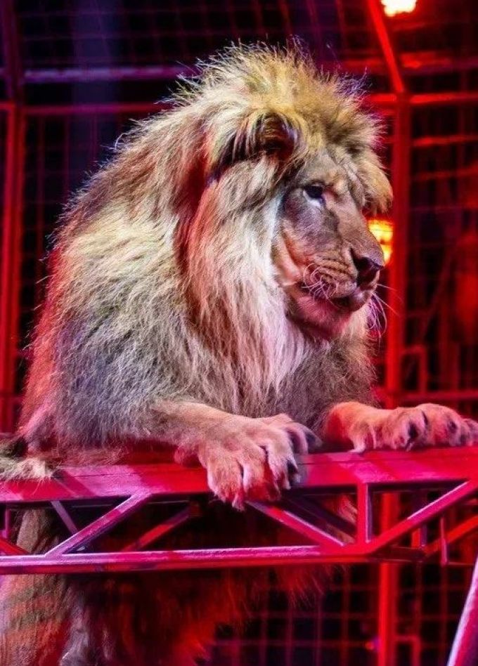 Шоу бенгальских тигров