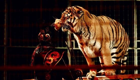 Шоу бенгальских тигров