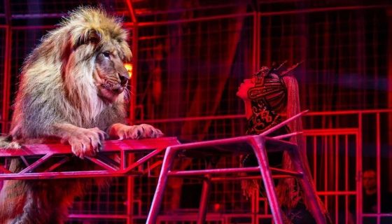 Шоу бенгальских тигров