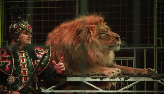 Шоу бенгальских тигров