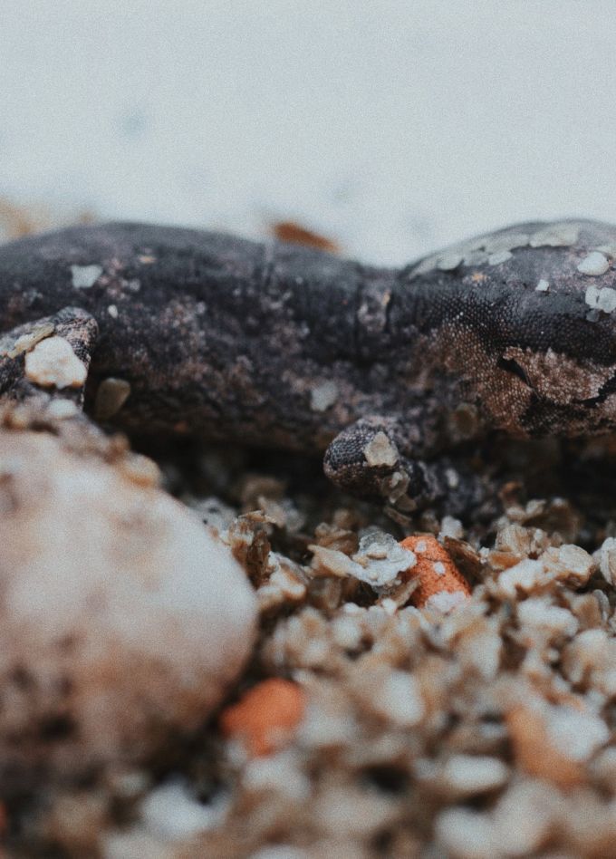 Ночная экскурсия в Зооцентре экзотических животных