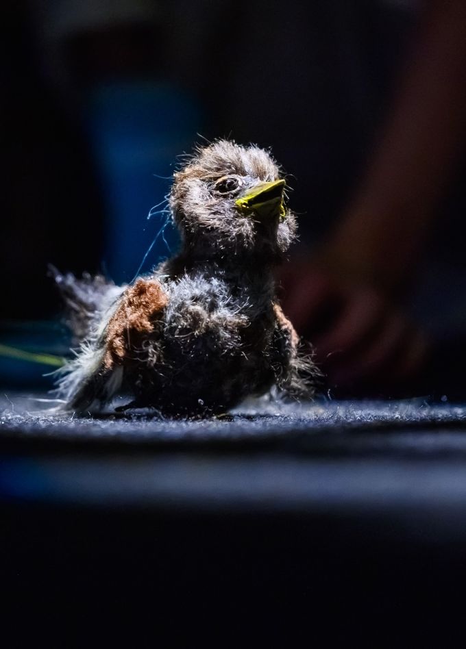 Воробьишко