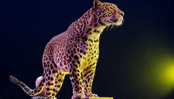 Цирк «Золотой Дракон»