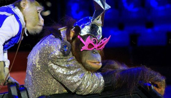 Цирк «Золотой Дракон»