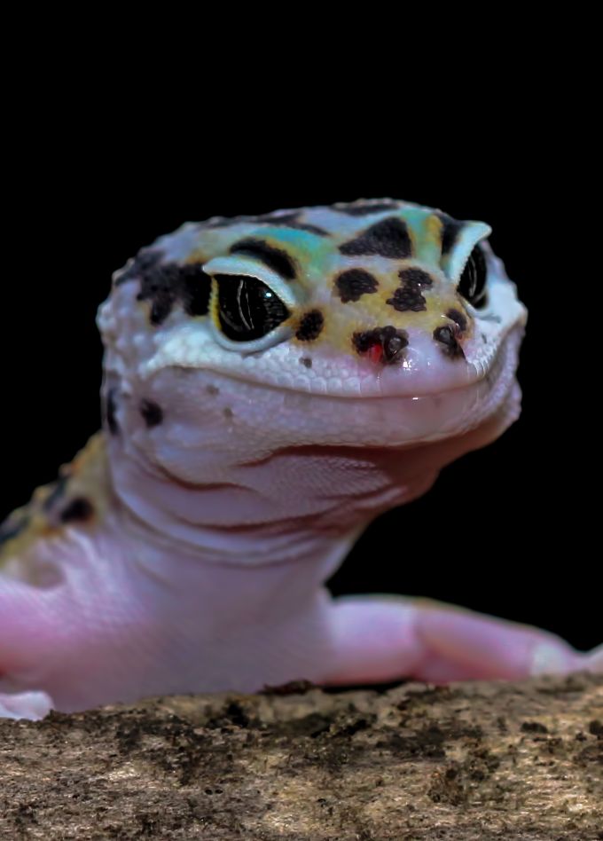 Гекконы. Интерактивное знакомство с экзотическими животными