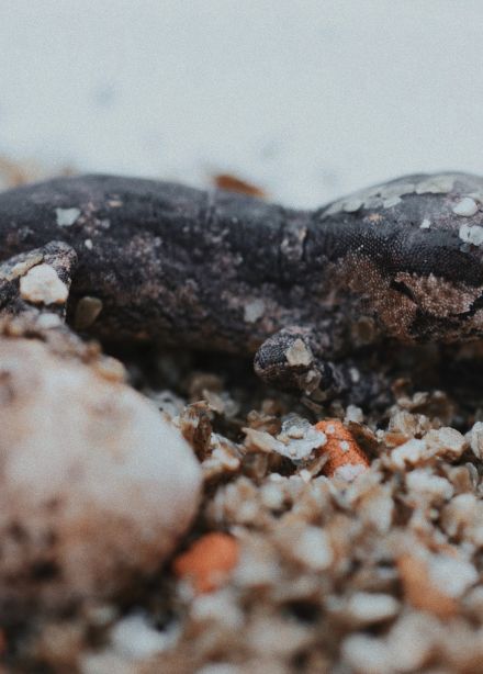 Ночная экскурсия в Зооцентре экзотических животных