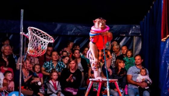 Цирк-шапито «Премьер». Шоу «Карнавал», Горелово