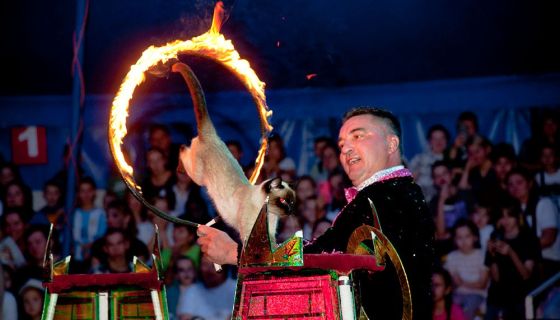 Цирк-шапито «Премьер». Шоу «Карнавал», Горелово