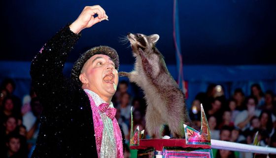 Цирк-шапито «Премьер». Шоу «Карнавал», Горелово