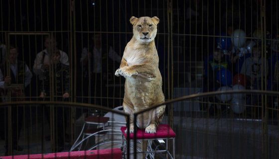 Цирк-шапито «Премьер». Шоу «Карнавал», Горелово