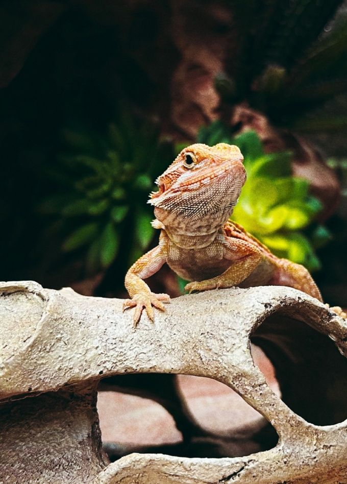 Бородатые агамы. Интерактивное знакомство с экзотическими животными