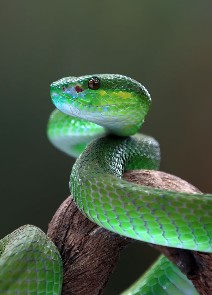 Змеи. Интерактивное знакомство с экзотическими животными