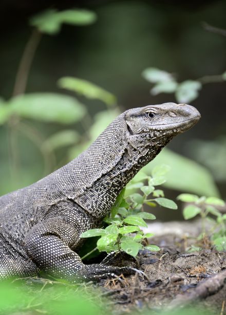 Вараны и тегу