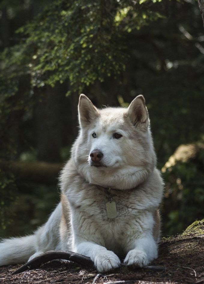 Карельские хаски и Мраморный мир