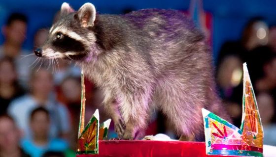 Цирк-шапито «Долины Диких Яблонь», Колпино copy-1