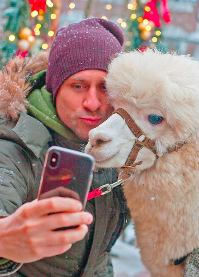 Прогулка с Альпака - сопровождение Зоотехника