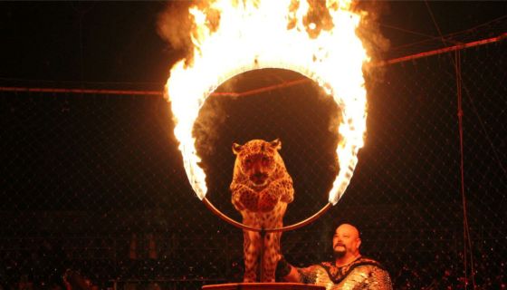 Цирк «Золотой Дракон»