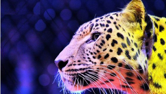 Цирк «Золотой Дракон»