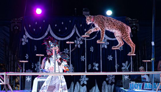 Цирк-шапито на льду «Grand Safari», Кудрово